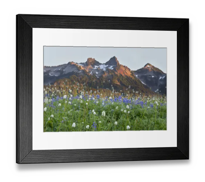 Framed Print : WA, Mount Rainier National Park, Tatoosh Range and Wildflowers Framed Print : WA, Mount Rainier National Park, Tatoosh Range and Wildflowers