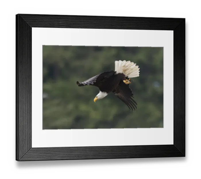 Framed Print : Bald Eagle, Diving Framed Print : Bald Eagle, Diving