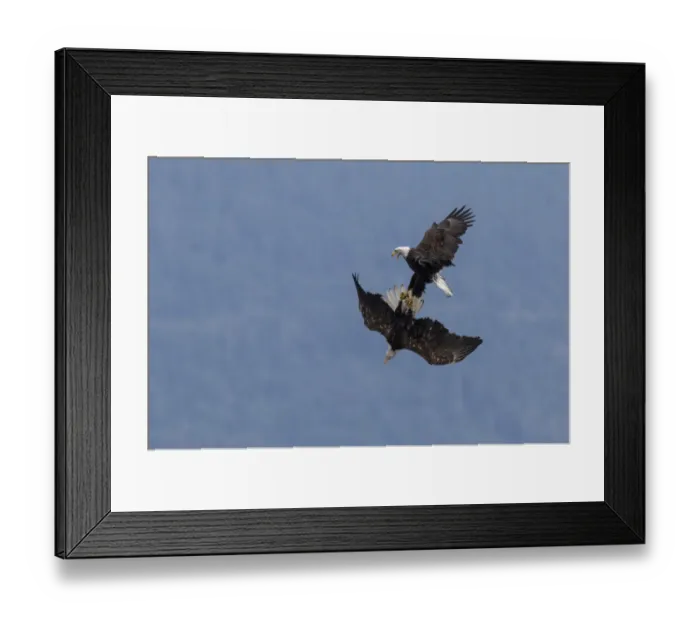 Framed Print : Bald Eagles, in flight squabble