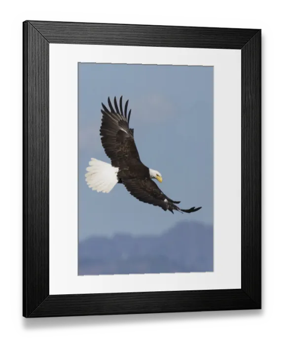 Framed Print : Bald Eagles in Flight