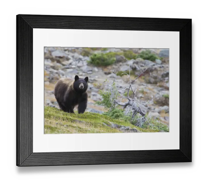 Framed Print : Grizzly Colored Black Bear Framed Print : Grizzly Colored Black Bear