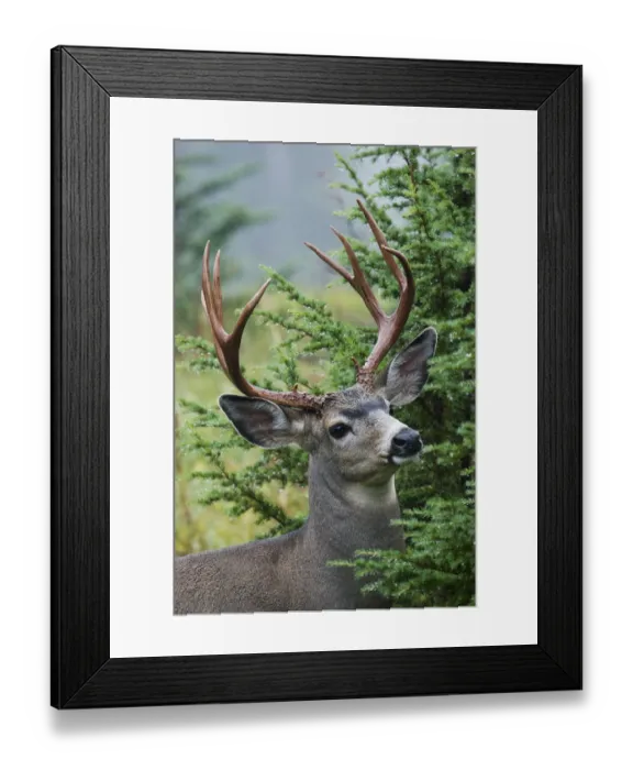 Framed Print : Black-tail Deer Buck Framed Print : Black-tail Deer Buck