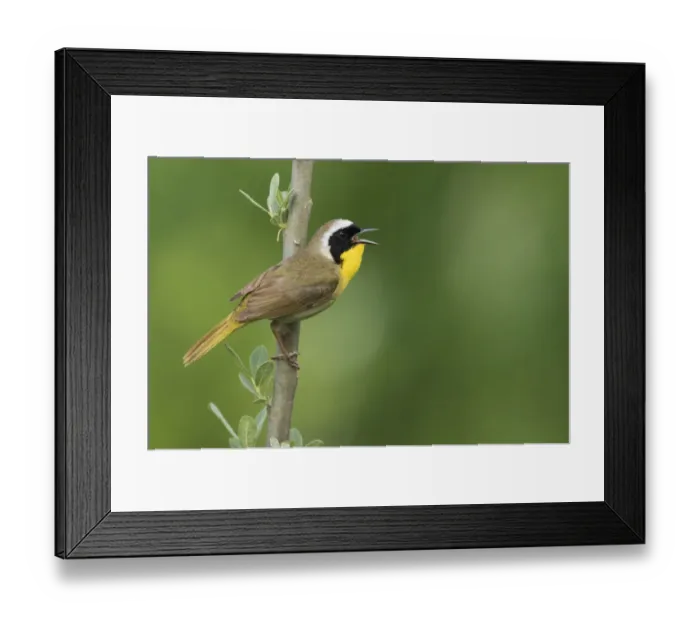 Framed Print : Common Yellowthroat Warbelr Framed Print : Common Yellowthroat Warbelr