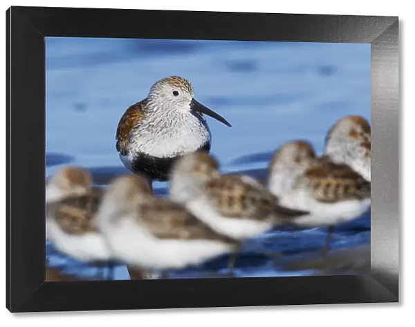 Dunlin with resting sandpipers