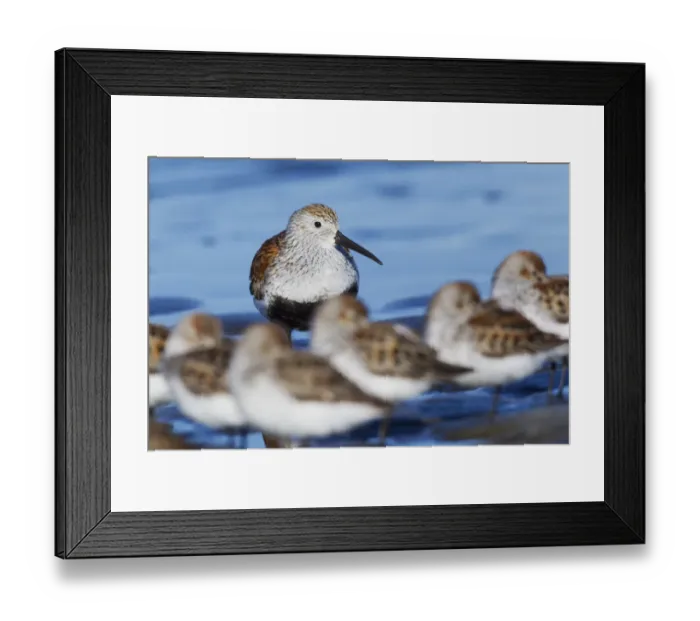 Framed Print : Dunlin with resting sandpipers Framed Print : Dunlin with resting sandpipers