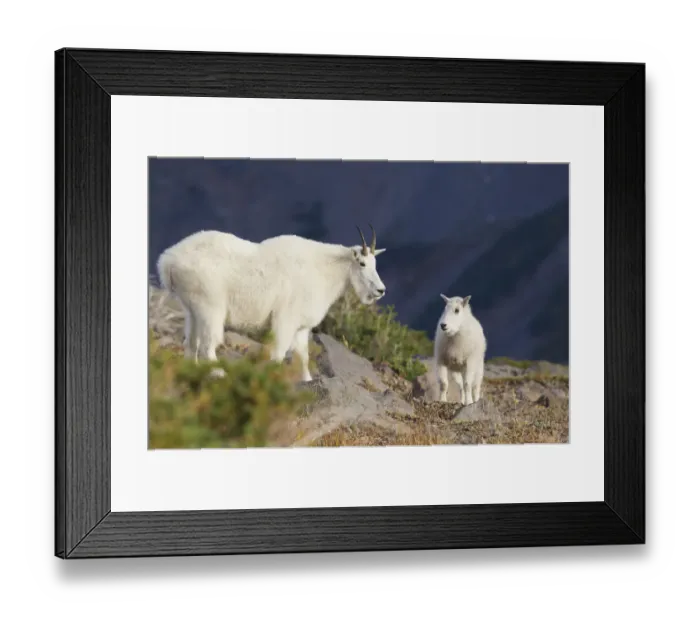 Framed Print : Mountain Goats;Nanny & Kid Framed Print : Mountain Goats;Nanny & Kid