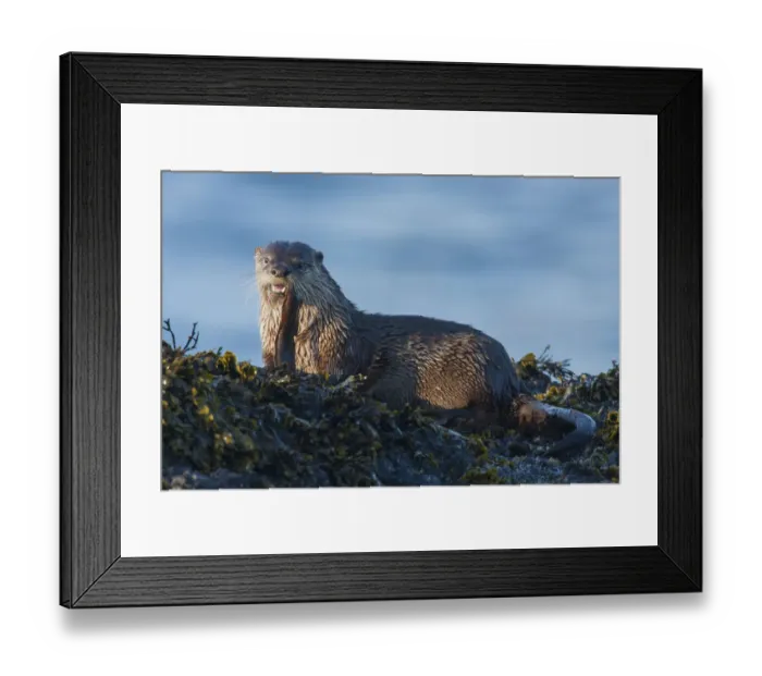 Framed Print : River Otter; a snack found among the tide pools at low tide