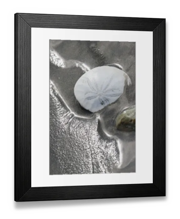 Framed Print : Sand Dollar Framed Print : Sand Dollar