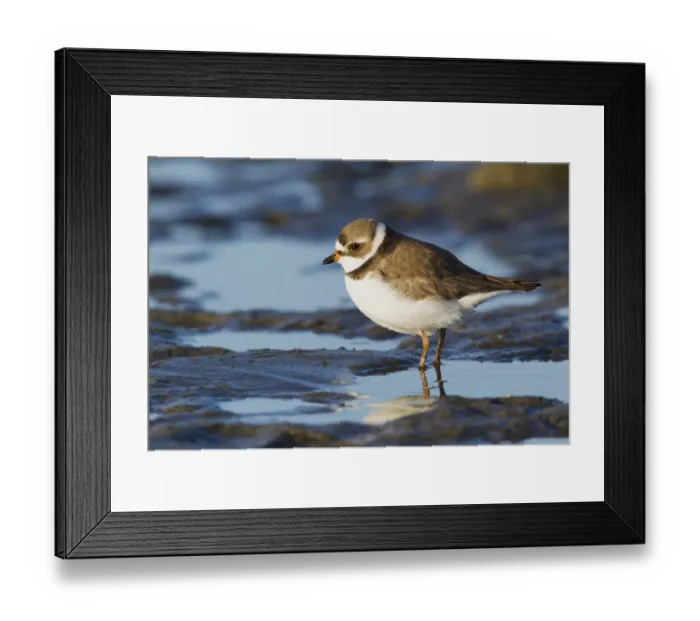 Framed Print : Semipalmated Plover Framed Print : Semipalmated Plover