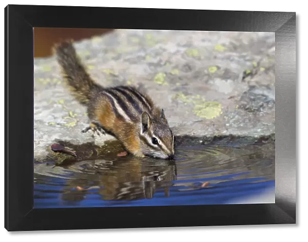 Townsends Chipmonk; drinking at a rain water pool
