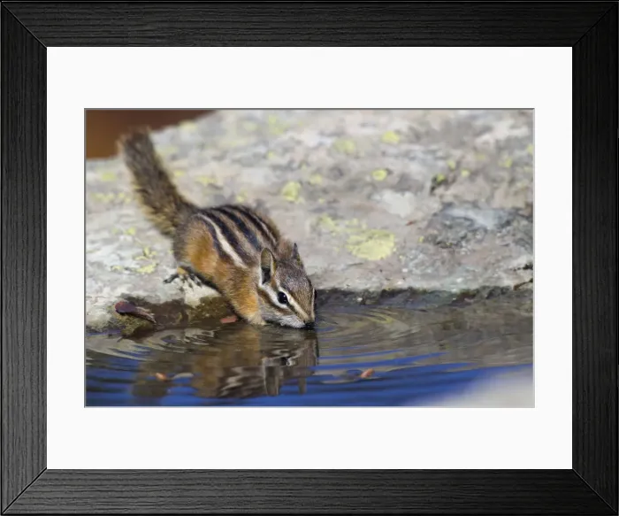 Framed Print : Townsends Chipmonk; drinking at a rain water pool Framed Print : Townsends Chipmonk; drinking at a rain water pool