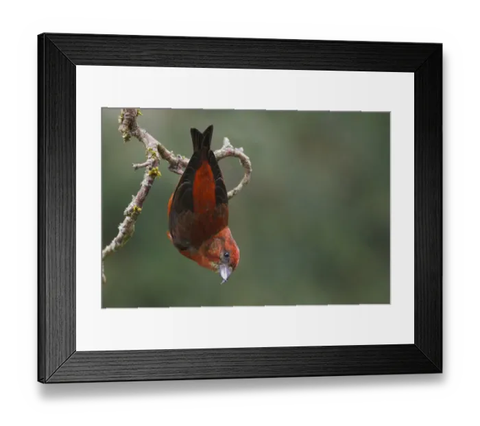 Framed Print : Red Crossbill Framed Print : Red Crossbill