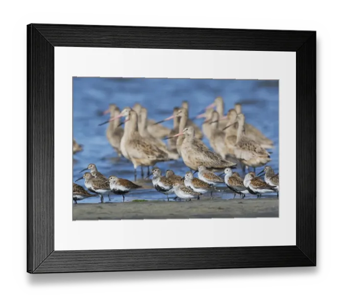 Framed Print : Mixed Flock of Shorebirds Framed Print : Mixed Flock of Shorebirds