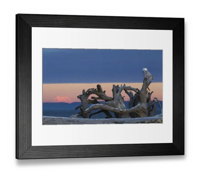 Framed Print : Snowy Owl at Dusk; Glowing Mount Rainier