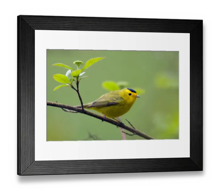 Framed Print : Wilsons Warbler Framed Print : Wilsons Warbler