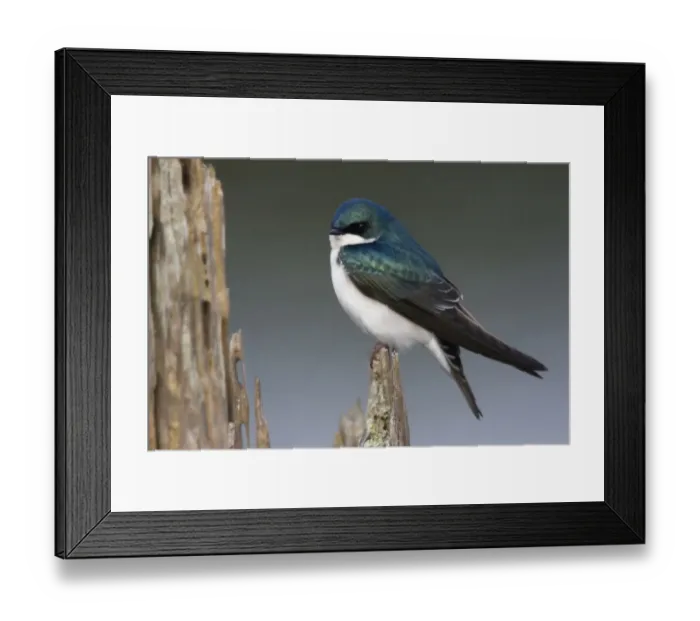 Framed Print : Tree Swallow
