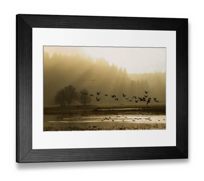 Framed Print : Lesser Canada Geese Taking Flight at Dawn Framed Print : Lesser Canada Geese Taking Flight at Dawn