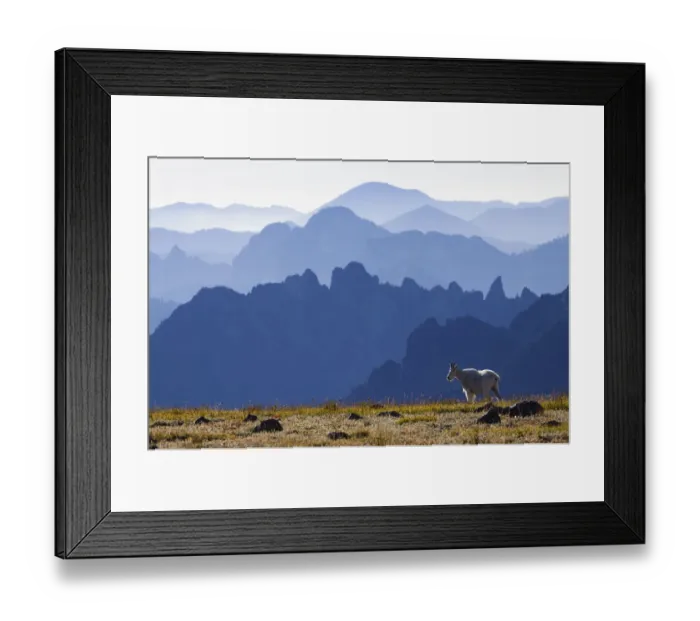 Framed Print : Mountain Goat; Cascade Mountain Range