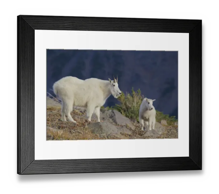Framed Print : Mountain Goat; Nanny with Kid