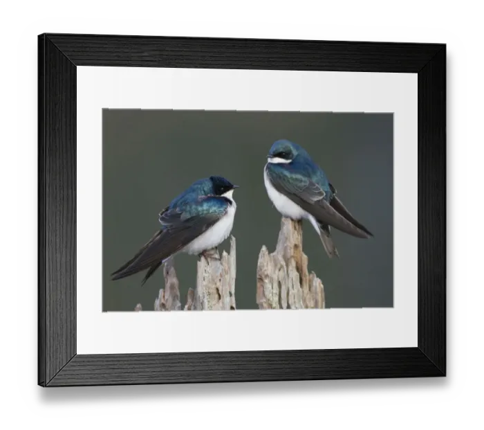Framed Print : Tree Swallows Framed Print : Tree Swallows
