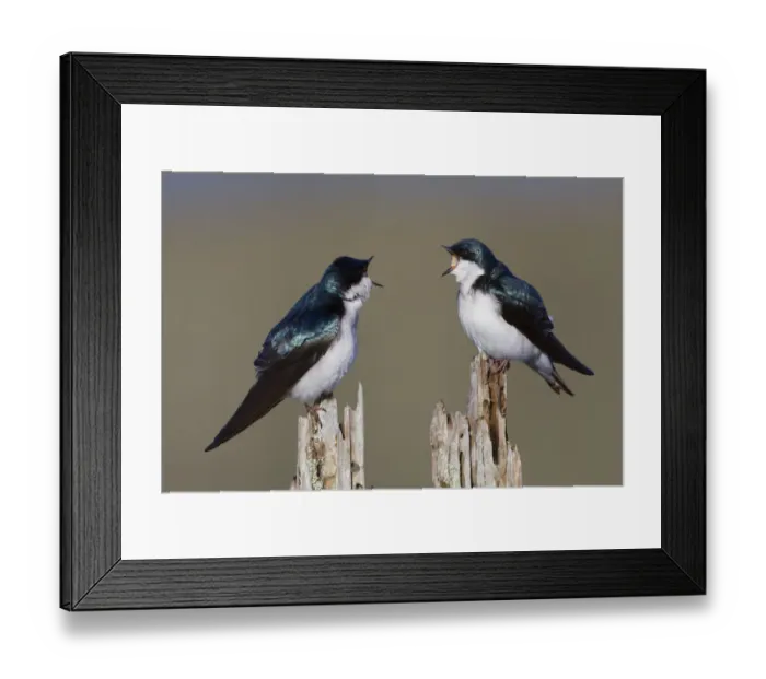 Framed Print : Tree Swallow Pair Framed Print : Tree Swallow Pair