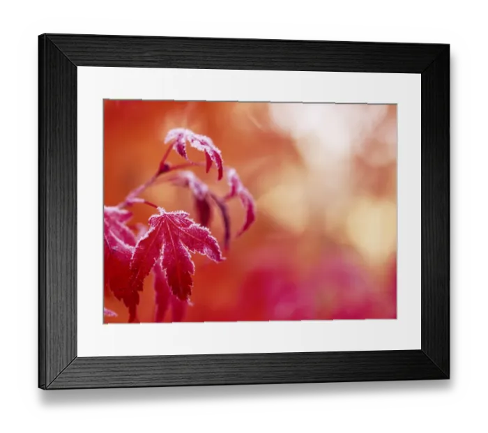 Framed Print : Autumn Colored Wild Blueberry Bushes, Near Mt. Rainier National Park Vistors Center