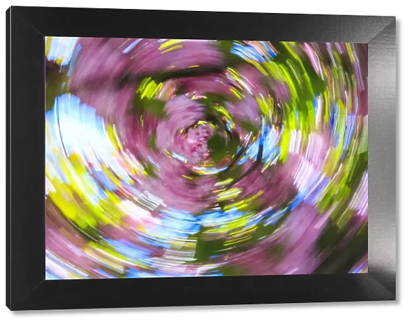Graphic views combining slow shutter speed & motion, Ornamental Spring plum blossoms