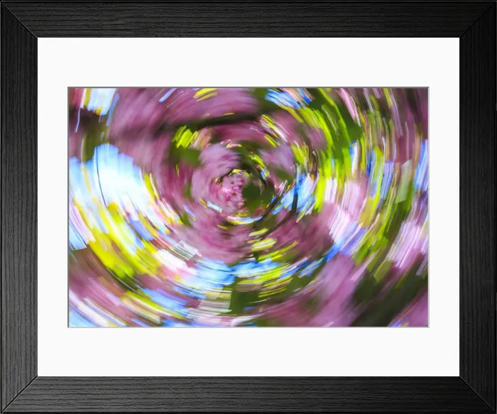 Framed Print : Graphic views combining slow shutter speed & motion, Ornamental Spring plum blossoms