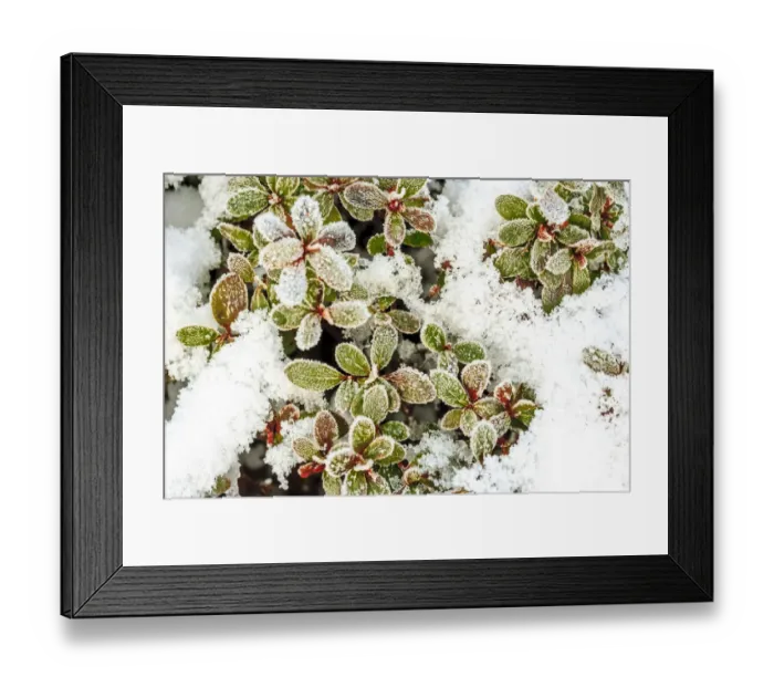 Framed Print : January Snow in Mill Creek, Washington State neighborhood