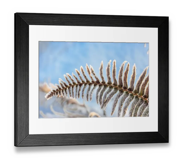 Framed Print : January Snow in Mill Creek, Washington State neighborhood
