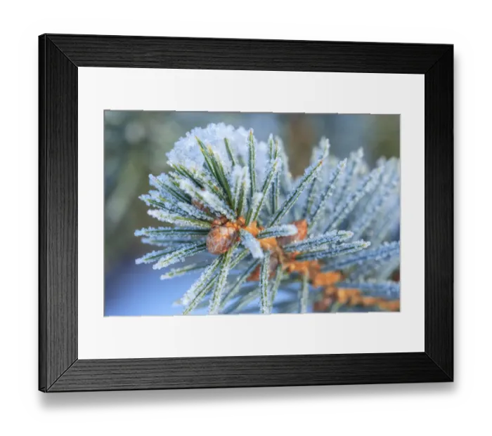 Framed Print : January Snow in Mill Creek, Washington State neighborhood