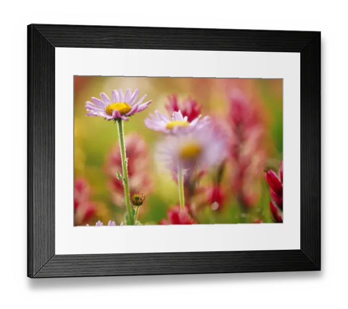 Framed Print : Alpine Aster (Aster alpigenus), Mt. Rainier National Park, WA, USA, Skyline Trail Framed Print : Alpine Aster (Aster alpigenus), Mt. Rainier National Park, WA, USA, Skyline Trail