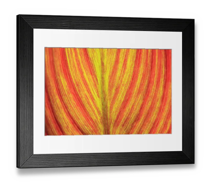 Framed Print : Close-up of an orange and yellow tropical leaf