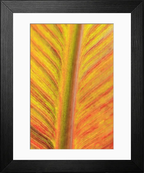 Framed Print : Close-up of an orange and yellow tropical leaf