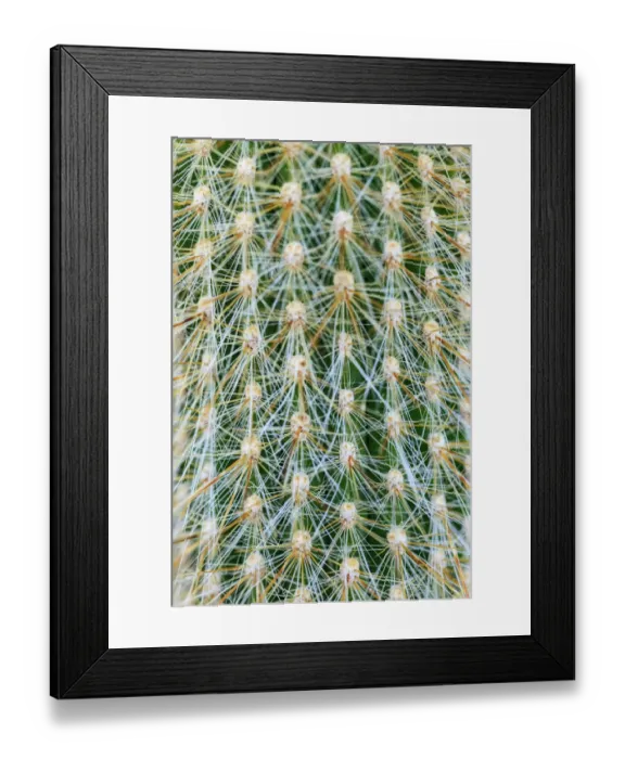 Framed Print : Silver Torch Cactus. Cleistocactus strausii Framed Print : Silver Torch Cactus. Cleistocactus strausii