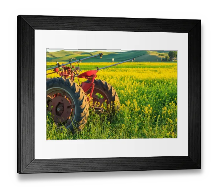 Framed Print : Canola Fields near town of Steptoe, Palouse Area of Eastern Washington State Framed Print : Canola Fields near town of Steptoe, Palouse Area of Eastern Washington State