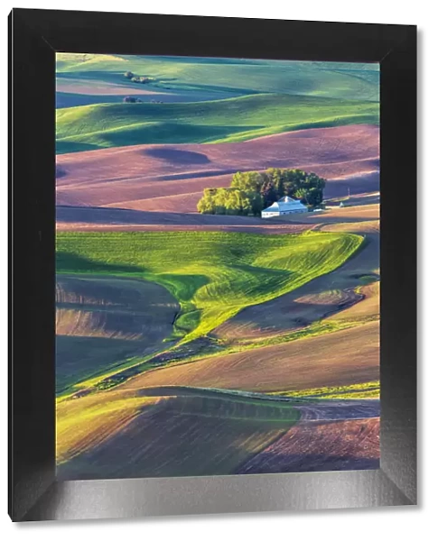 North America; USA; Washington; Palouse Country; Home stead in rolling Green hills of Wheat
