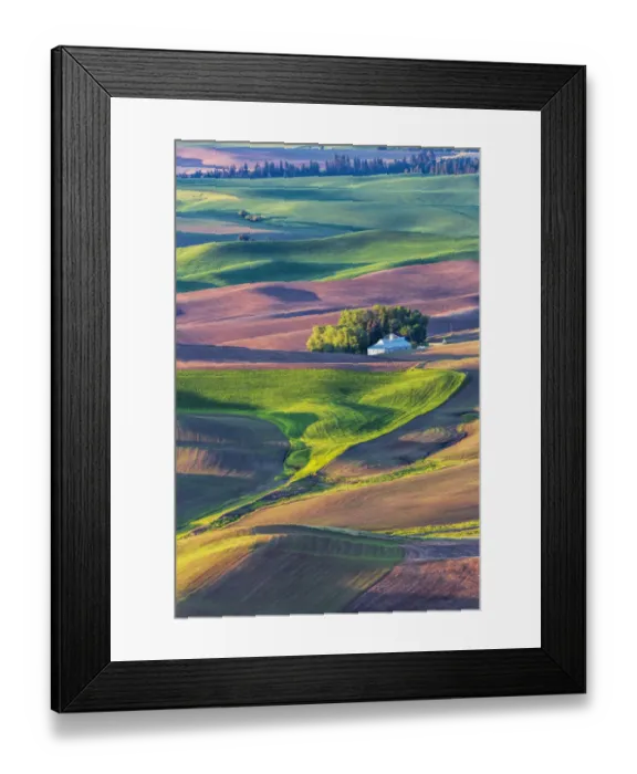 Framed Print : North America; USA; Washington; Palouse Country; Home stead in rolling Green hills of Wheat Framed Print : North America; USA; Washington; Palouse Country; Home stead in rolling Green hills of Wheat