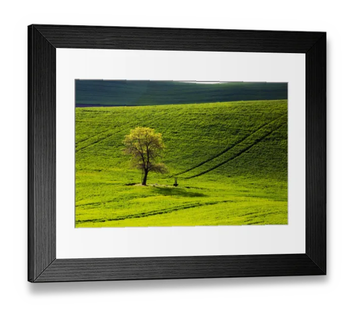 Framed Print : North America; USA; Washington; Palouse; Lone Tree in Wheat Field with tracks running