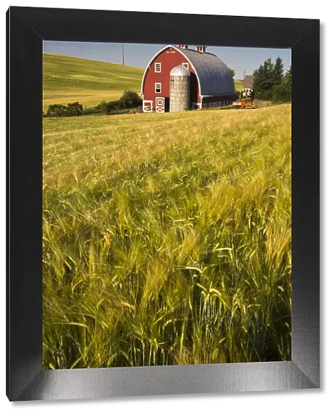 North America; USA Washington; Red Barn in Field of Harvest Wheat