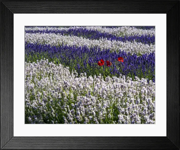 Framed Print : North America; USA; Washington; Sequim; Lavender Field; Lavendar Field in full boom