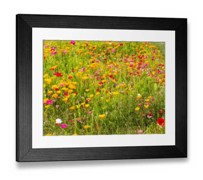 Framed Print : North America; USA; Washington; Poppy Field in bloom