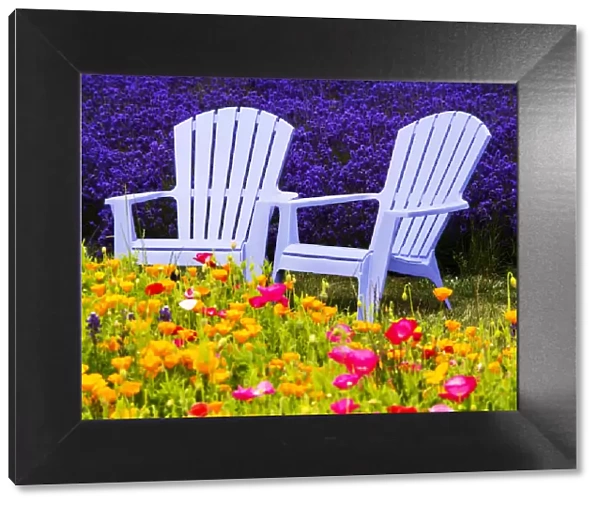 North America; USA; Washington; Adirondack chairs In Field of Lavendar and Poppies