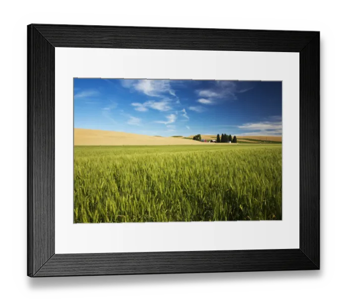 Framed Print : North America;USA Washington;Red Barn in Fields of Spring & Winter Wheat