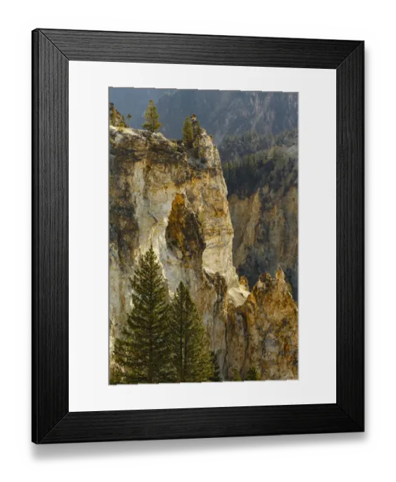Framed Print : Trees and canyon walls, Grand Canyon of Yellowstone, Yellowstone National Park Framed Print : Trees and canyon walls, Grand Canyon of Yellowstone, Yellowstone National Park