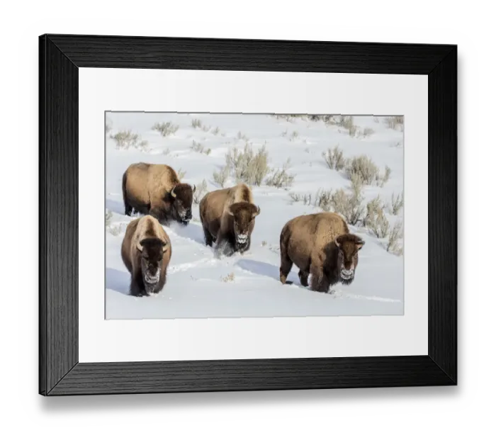 Framed Print : Bison bulls in winter in Yellowstone National Park, Wyoming, USA Framed Print : Bison bulls in winter in Yellowstone National Park, Wyoming, USA