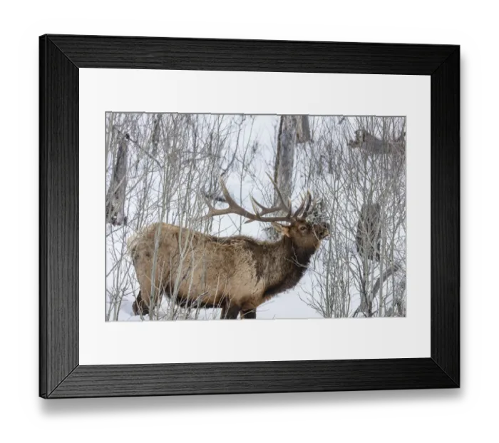 Framed Print : Bull elk feeding on branches during long winter in Yellowstone National Park, Wyoming Framed Print : Bull elk feeding on branches during long winter in Yellowstone National Park, Wyoming