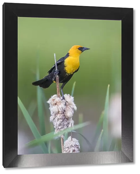 USA, Wyoming, Sublette County, a male Yellow-headed Blackbird perches on dried cattail