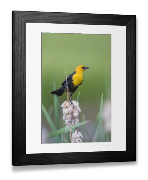 Framed Print : USA, Wyoming, Sublette County, a male Yellow-headed Blackbird perches on dried cattail Framed Print : USA, Wyoming, Sublette County, a male Yellow-headed Blackbird perches on dried cattail