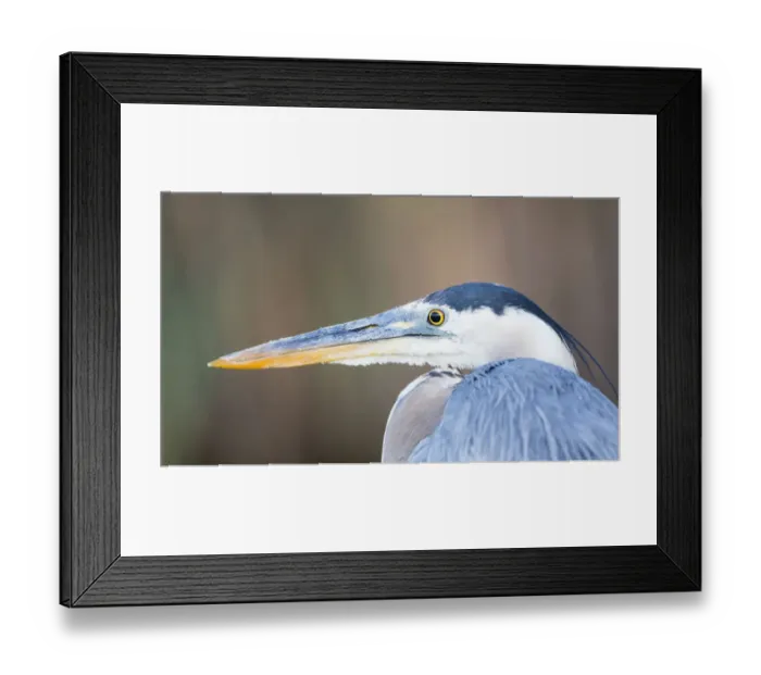 Framed Print : USA, Wyoming, Sublette County, Pinedale, Great Blue Heron portrait taken in July Framed Print : USA, Wyoming, Sublette County, Pinedale, Great Blue Heron portrait taken in July